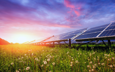 Solar panels in a field of flowers.