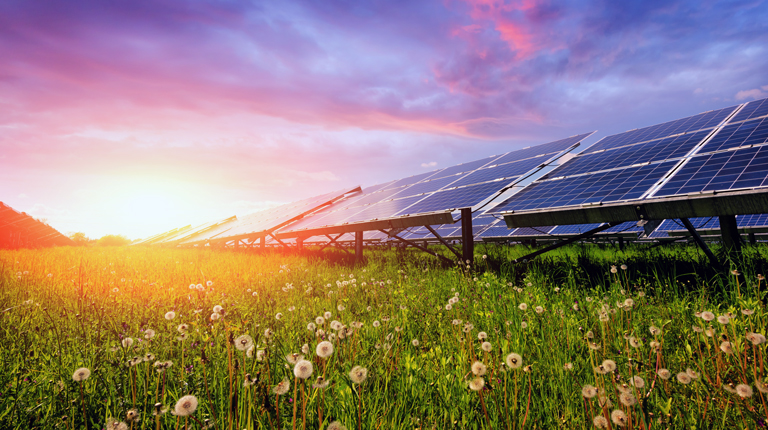 Solar panels in a field of flowers.