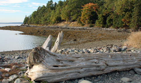 Scenic view along the shoreline at Acadia National Park.